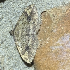 Geometridae (family) ADULT at Jerrabomberra, NSW - 11 Mar 2023 by SteveBorkowskis