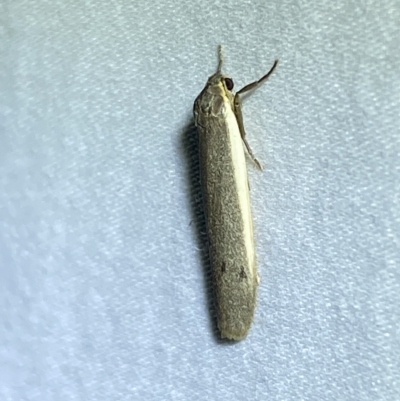 Scoliacma nana (Diminutive Footman) at Jerrabomberra, NSW - 11 Mar 2023 by SteveBorkowskis