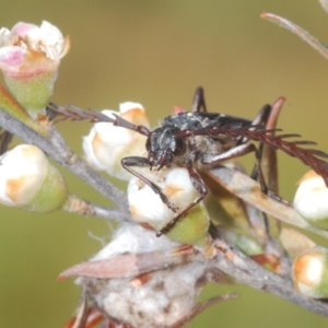 Distichocera fuliginosa at Nimmo, NSW - 7 Mar 2023