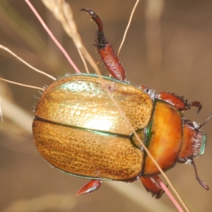 Anoplognathus hirsutus at Nimmo, NSW - 7 Mar 2023 01:55 PM