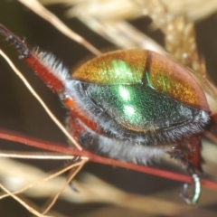 Anoplognathus hirsutus at Nimmo, NSW - 7 Mar 2023 01:55 PM