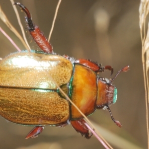 Anoplognathus hirsutus at Nimmo, NSW - 7 Mar 2023 01:55 PM