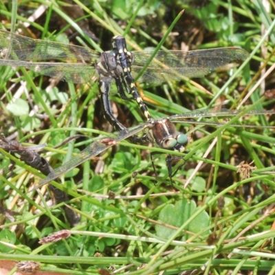 Synthemis eustalacta (Swamp Tigertail) at Rocky Plain, NSW - 7 Mar 2023 by Harrisi