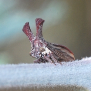 Ceraon sp. (genus) at Booth, ACT - 7 Mar 2023