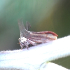 Ceraon sp. (genus) at Booth, ACT - 7 Mar 2023