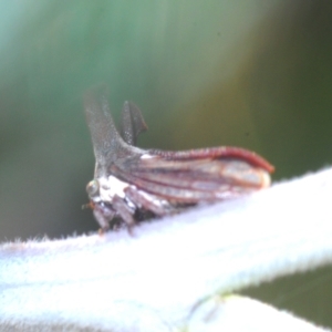 Ceraon sp. (genus) at Booth, ACT - 7 Mar 2023