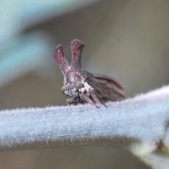 Ceraon sp. (genus) at Booth, ACT - 7 Mar 2023