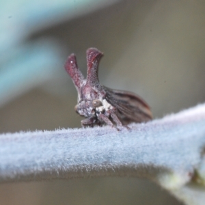 Ceraon sp. (genus) at Booth, ACT - 7 Mar 2023