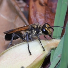 Sphex sp. (genus) at Wellington Point, QLD - 10 Mar 2023 by TimL