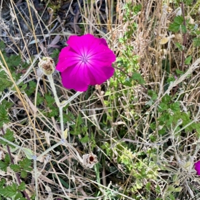 Silene coronaria (Rose Campion) at Namadgi National Park - 11 Mar 2023 by KMcCue