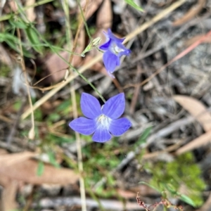 Wahlenbergia sp. at Rendezvous Creek, ACT - 11 Mar 2023 02:22 PM