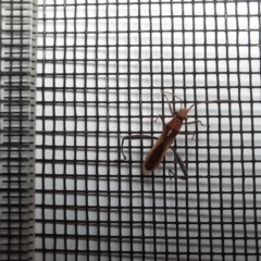 Melanacanthus scutellaris (Small brown bean bug) at Holt, ACT - 11 Mar 2023 by VanceLawrence