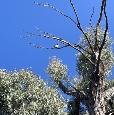 Callocephalon fimbriatum (Gang-gang Cockatoo) at Cook, ACT - 12 Mar 2023 by AdamMc