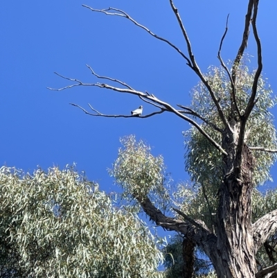 Callocephalon fimbriatum (Gang-gang Cockatoo) at Cook, ACT - 11 Mar 2023 by AdamMc