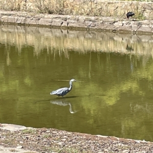 Egretta novaehollandiae at Parkes, ACT - 12 Mar 2023 11:25 AM