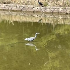 Egretta novaehollandiae at Parkes, ACT - 12 Mar 2023 11:25 AM