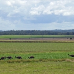 Dromaius novaehollandiae (Emu) at Gin Gin, QLD - 14 Oct 2022 by Gaylesp8