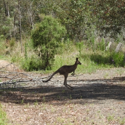 Macropus giganteus (Eastern Grey Kangaroo) at Gin Gin, QLD - 11 Nov 2022 by Gaylesp8