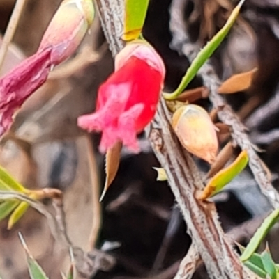 Astroloma humifusum (Cranberry Heath) at O'Malley, ACT - 11 Mar 2023 by Mike