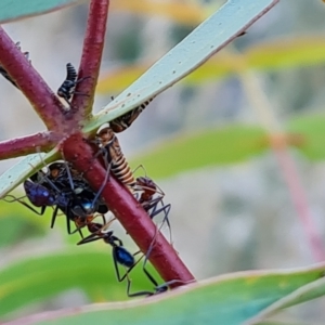 Eurymelinae (subfamily) at Wambrook, NSW - suppressed