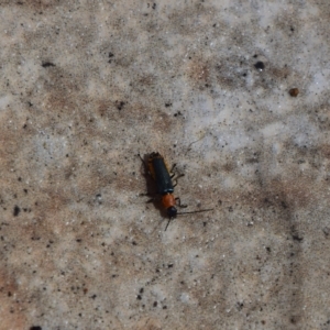 Chauliognathus tricolor at Greenleigh, NSW - 12 Mar 2023