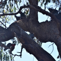 Callocephalon fimbriatum (Gang-gang Cockatoo) at Greenleigh, NSW - 12 Mar 2023 by LyndalT