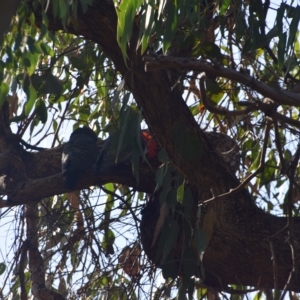 Callocephalon fimbriatum at Greenleigh, NSW - suppressed