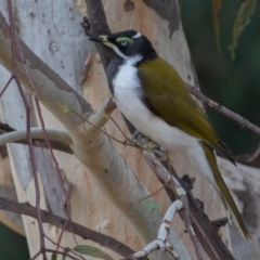 Entomyzon cyanotis (Blue-faced Honeyeater) at Sullivans Creek, Acton - 11 Mar 2023 by rawshorty