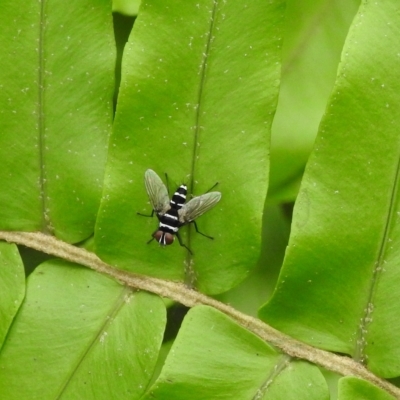 Unidentified True fly (Diptera) at Avoca, QLD - 19 Jan 2023 by Gaylesp8