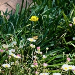 Ocybadistes walkeri (Green Grass-dart) at Aranda, ACT - 12 Mar 2023 by KMcCue