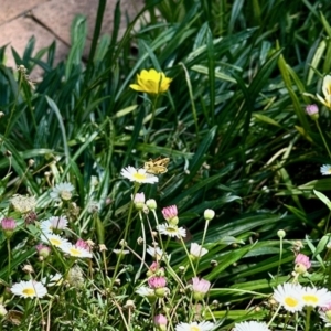 Ocybadistes walkeri at Aranda, ACT - 12 Mar 2023