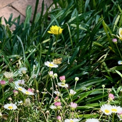 Ocybadistes walkeri (Green Grass-dart) at Aranda, ACT - 12 Mar 2023 by KMcCue