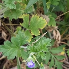 Erodium crinitum (Native Crowfoot) at Wanniassa Hill - 11 Mar 2023 by KumikoCallaway