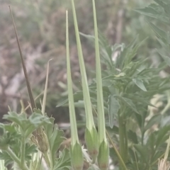 Erodium crinitum at Fadden, ACT - 12 Mar 2023