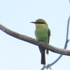 Merops ornatus (Rainbow Bee-eater) at Uriarra TSR - 11 Mar 2023 by TomW