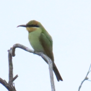 Merops ornatus at Stromlo, ACT - 12 Mar 2023 08:03 AM