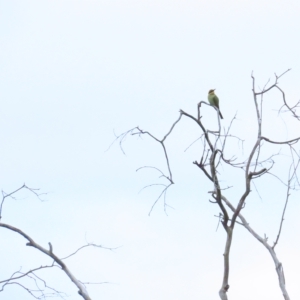 Merops ornatus at Stromlo, ACT - 12 Mar 2023