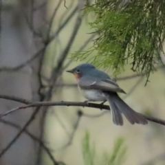 Myiagra rubecula (Leaden Flycatcher) at Uriarra TSR - 11 Mar 2023 by TomW