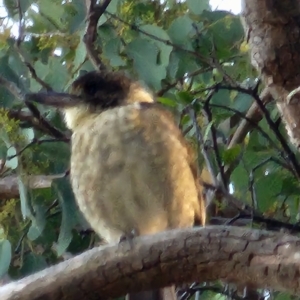 Cracticus torquatus at Gundaroo, NSW - 11 Mar 2023 06:31 PM