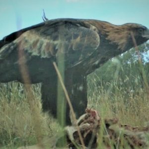 Aquila audax at Gundaroo, NSW - 8 Mar 2023