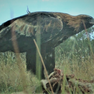 Aquila audax (Wedge-tailed Eagle) at Gundaroo, NSW - 8 Mar 2023 by Gunyijan
