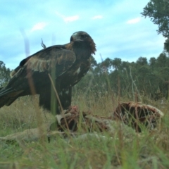 Aquila audax at Gundaroo, NSW - 8 Mar 2023