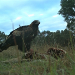 Aquila audax at Gundaroo, NSW - 8 Mar 2023 05:56 PM