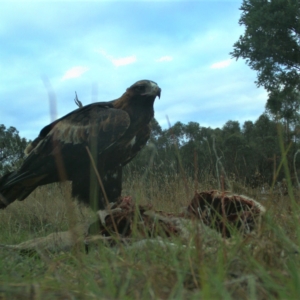 Aquila audax at Gundaroo, NSW - 8 Mar 2023