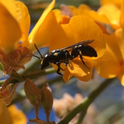 Hylaeus (Planihylaeus) daviesiae (Hylaeine colletid bee) at Mogo, NSW - 12 Oct 2017 by PeterA