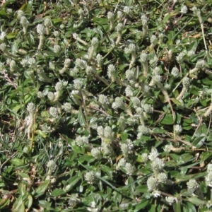 Gomphrena celosioides at Latham, ACT - 6 Mar 2023