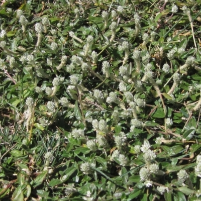 Gomphrena celosioides (Gomphrena Weed) at Latham, ACT - 6 Mar 2023 by pinnaCLE