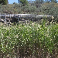 Phragmites australis (Common Reed) at Umbagong District Park - 6 Mar 2023 by pinnaCLE