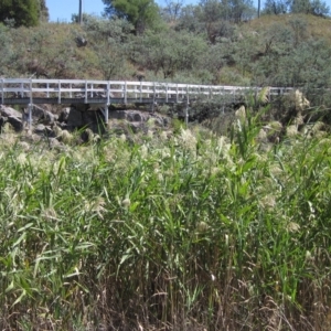 Phragmites australis at Latham, ACT - 6 Mar 2023