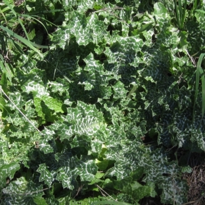 Silybum marianum (Variegated Thistle) at Umbagong District Park - 6 Mar 2023 by pinnaCLE